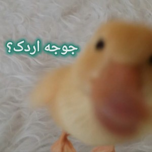عکس جوجه اردک؟؟؟