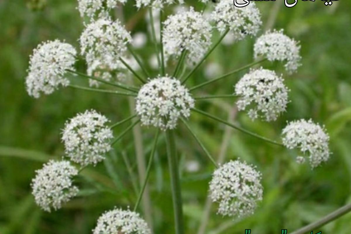 عکس گیاهان سمی