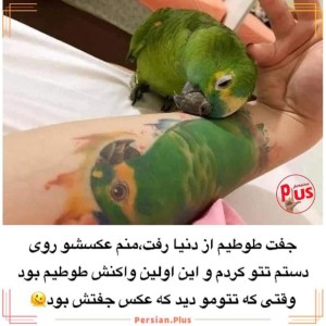 عکس ولی طوطیه:)