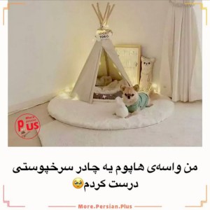 عکس خونه سگ ها..!