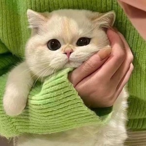 کاور