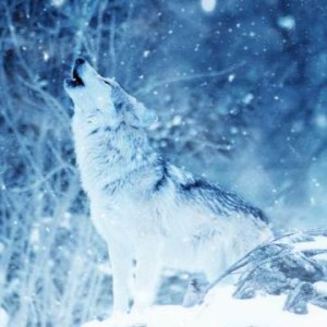 عکس چرا گرگ ها زوزه میکشند؟