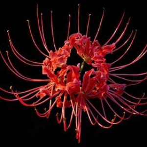 عکس گل عنکبوتی ژاپنی