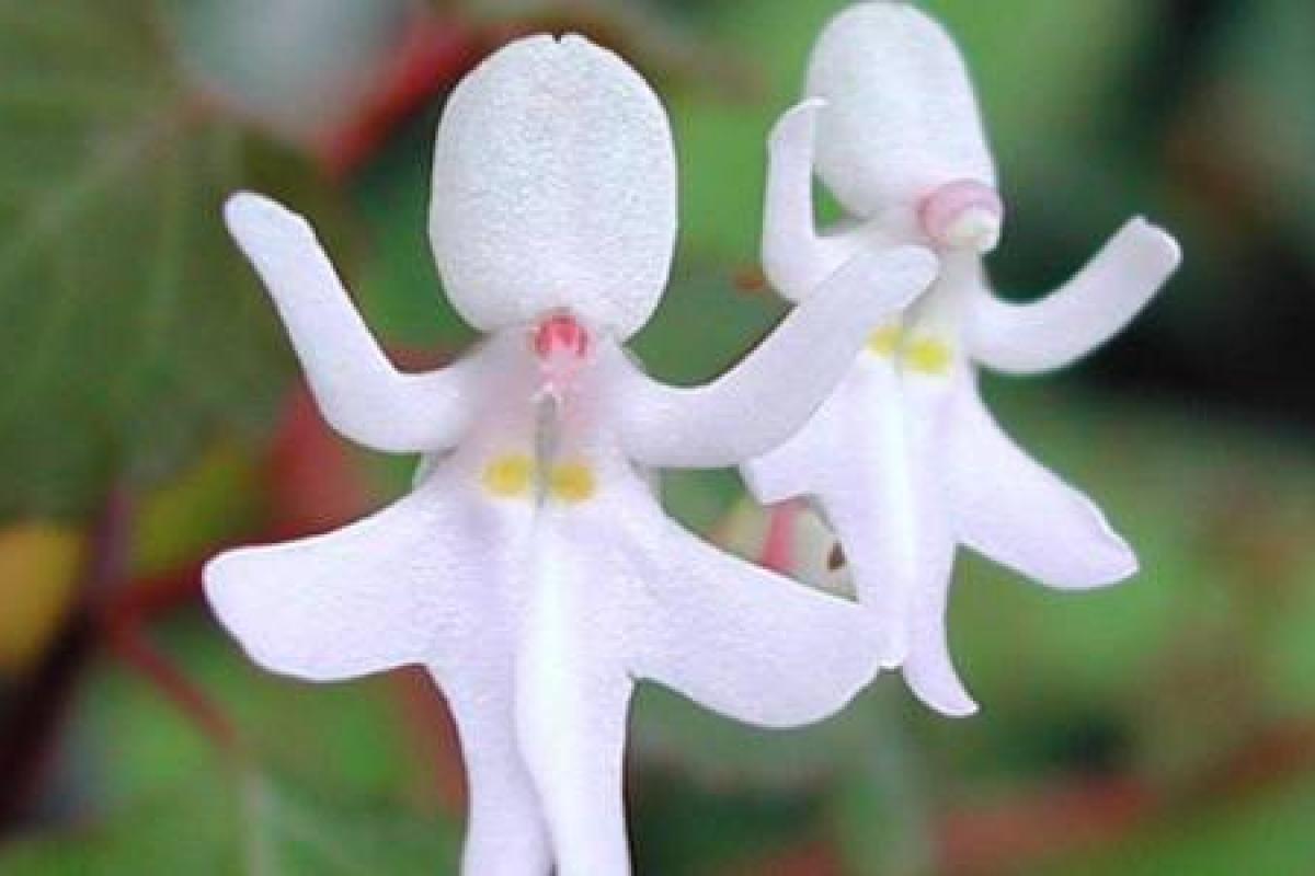 عکس عجیب ترین گل های جهان!