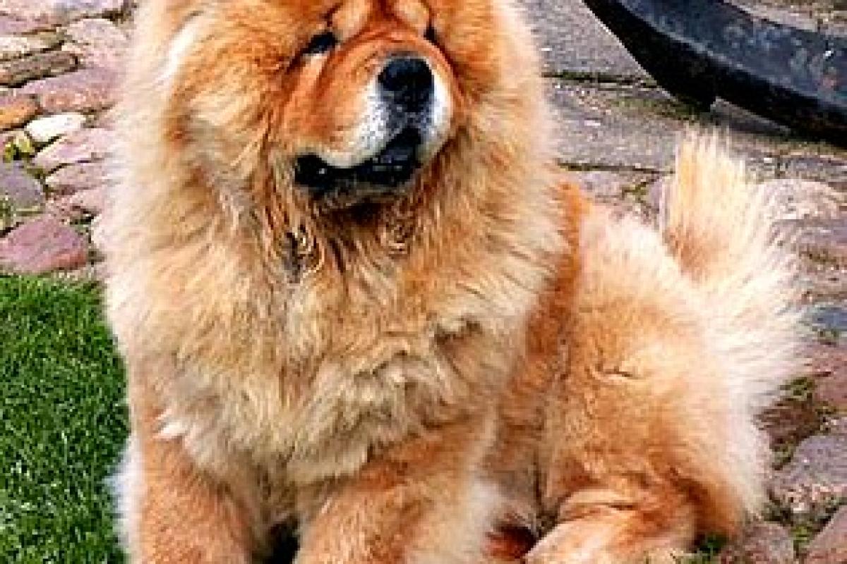 عکس سگ چاو چاو چه نژادی است؟