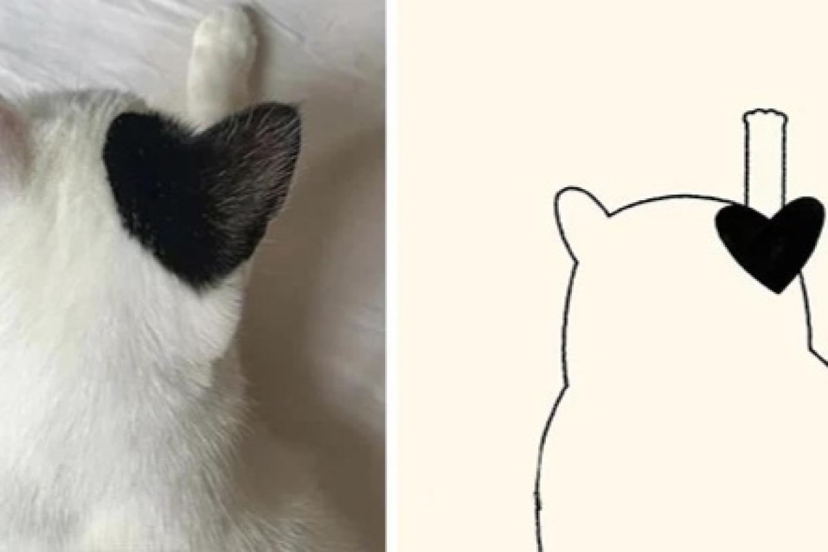 عکس عکس گربه ها که به نقاشی تبدیل شدن