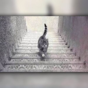 عجیب ترین خطاهای دید؟S.S