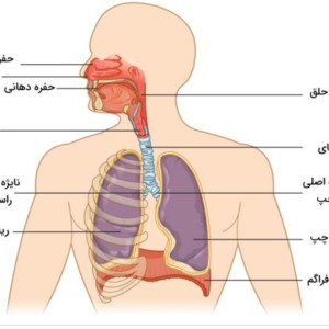 عکس چقد در مورد دستگاه تنفس راطلاع دارید