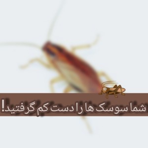 عکس کمی درباره سوسک ها🦗