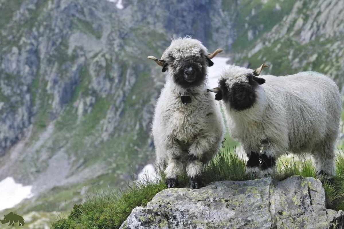 عکس گوسفند های سوئیسی