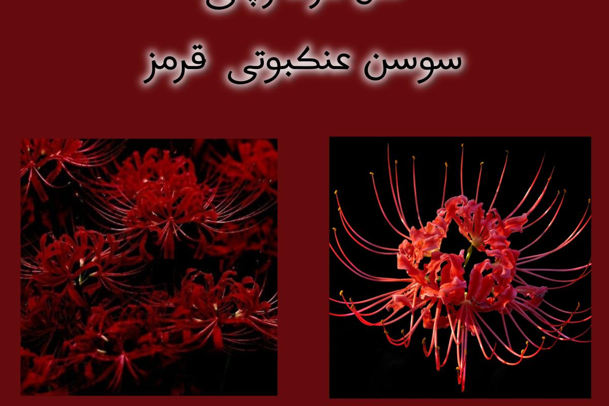 عکس گل مرگ ژاپنی«گل سوسن عنکبوتی قرمز»