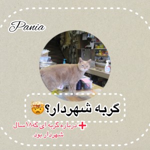 عکس گربه ای که شهردار شد