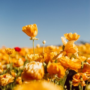 کاور