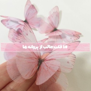 تست 10 فکت جالب از پروانه ها