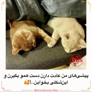 عکس داستان گورباها ۵