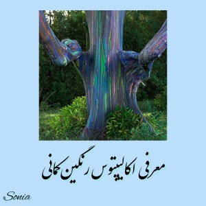 کاور