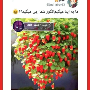 عکس توییت فان p¹⁹