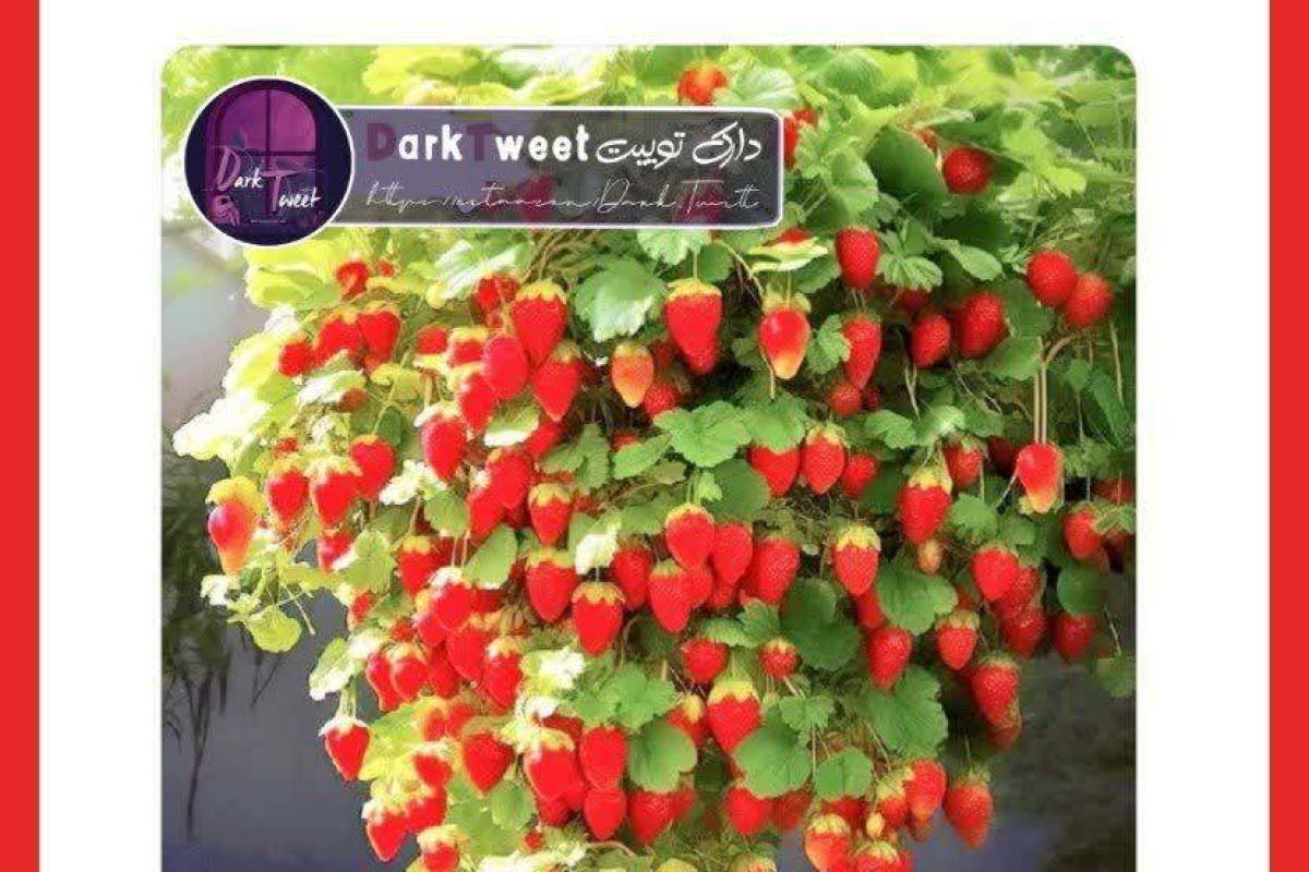 عکس توییت فان p¹⁹