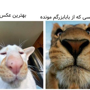 کاور