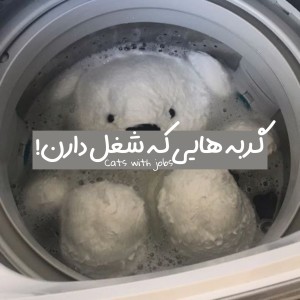 عکس گربه هایی که شغل دارن!