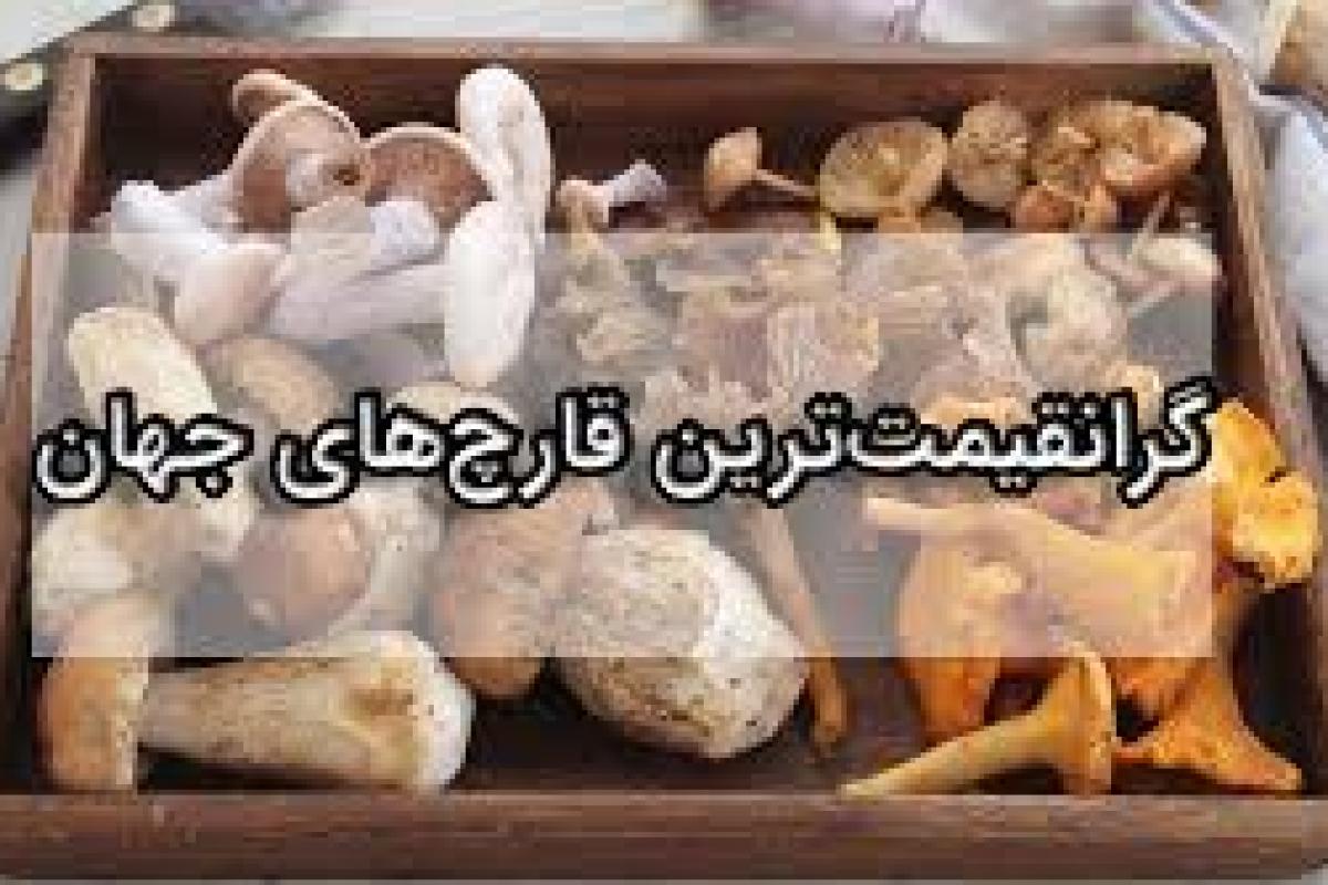 عکس گران ترین قارچ های دنیا...!