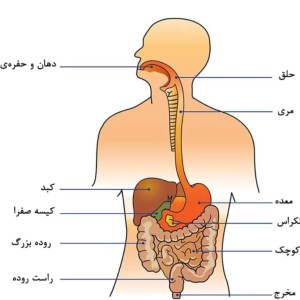 عکس چقدر درمورد دستگاه گوارشی اطلاعات داری؟