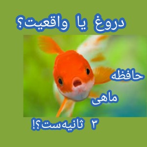 عکس حافظه ماهی؟