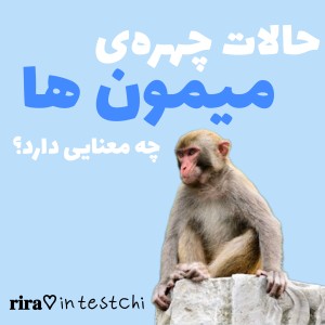 عکس حالات چهره‌ی میمون‌ها