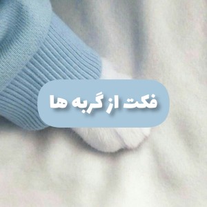 عکس فکت از گربه ها