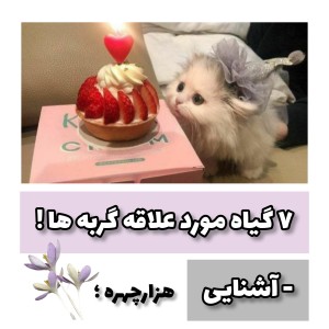 عکس ۷ گیاه مورد علاقه گربه ها!