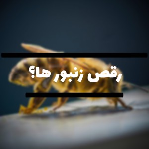 عکس رقص زنبور ها