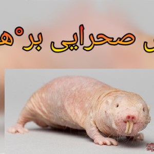 عکس موش صحرایی بر°هنه