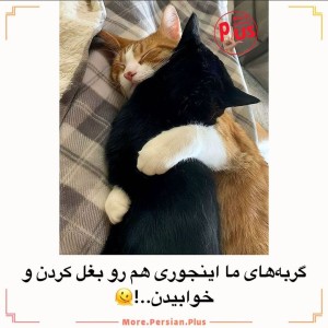 عکس داستان گوربا ها