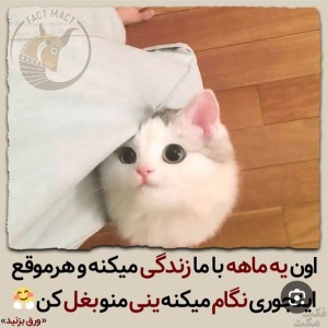 عکس گوربای بامزه😍