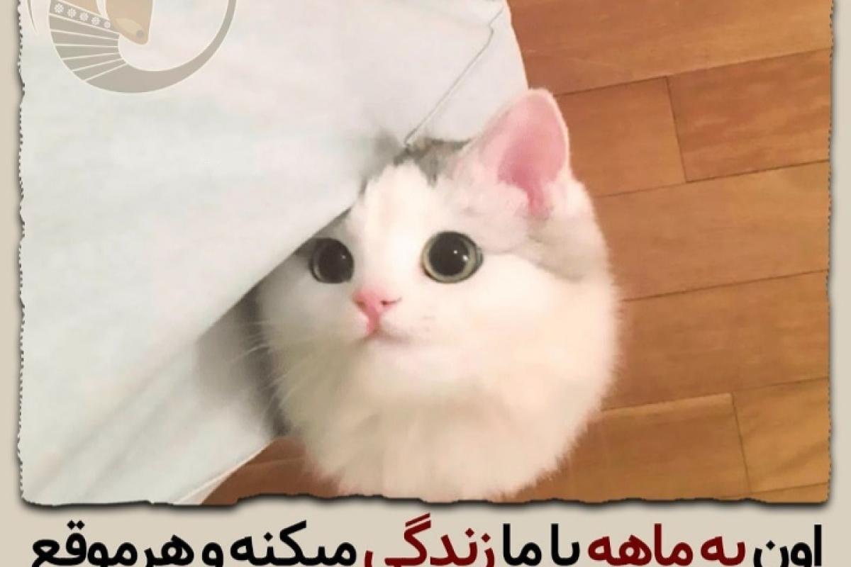 عکس گوربای بامزه😍