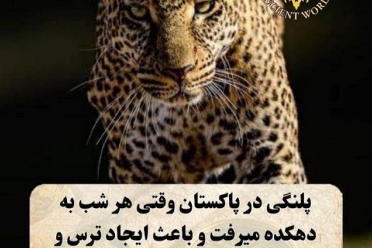 عکس دوستی گاو و پلنگ..‌