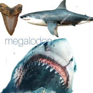 عکس آشنایی با مگالادون
