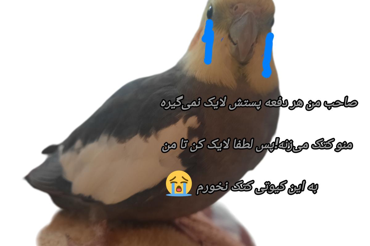 عکس میم از خاطره ممد!