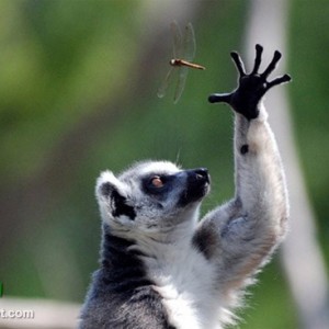 عکس لمور چیست؟