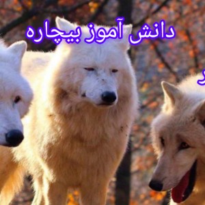 عکس میم از مدرسه