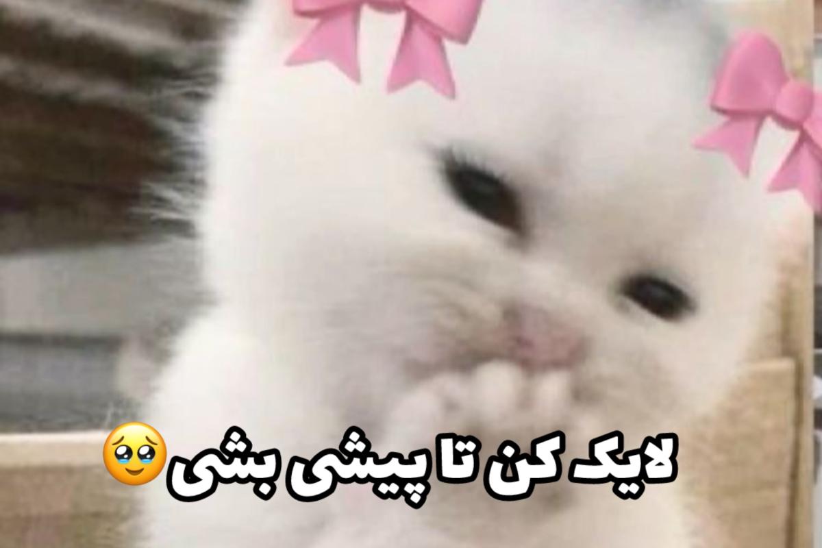 عکس میم از کاربر عموکیوان🤯