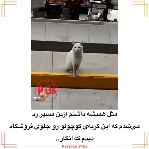 عکس گربه خیابونی:)