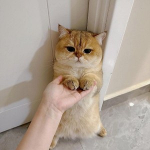 کاور