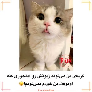 عکس گربه های گوگولی:)