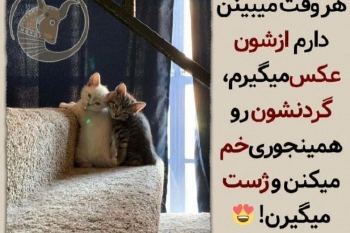 عکس سم خالص