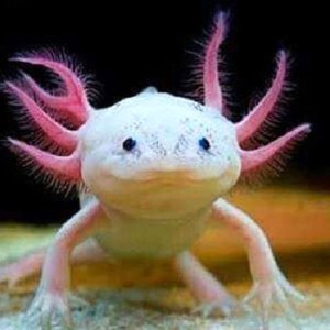 حیواناتی که میتوانند بدون آب و غذا زنده بمانند؟