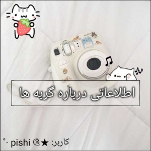 عکس اطلاعاتی درباره گربه ها