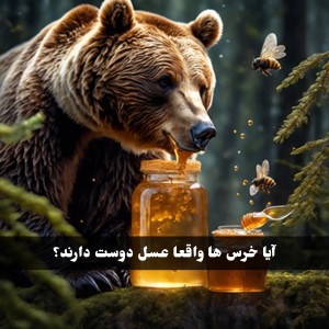 عکس آیا خرس ها واقعا عسل دوست دارند؟