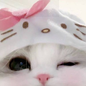 درخت و دیوار ؛