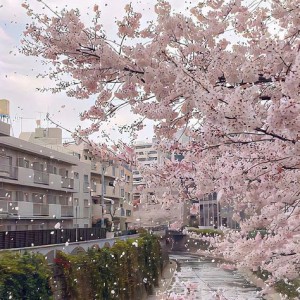 بی بال پریدن ؛